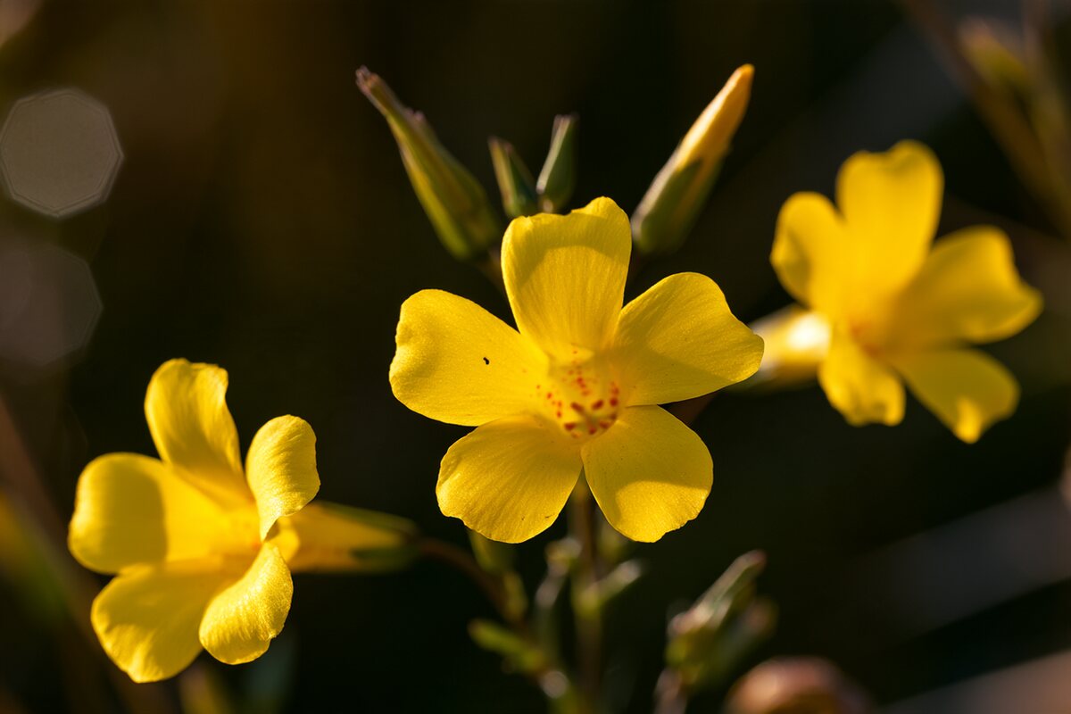 Fiori gialli in controluce